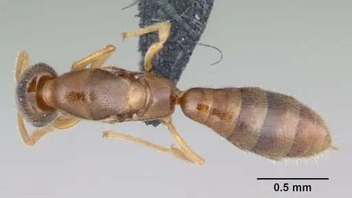 Adetomyrma goblin specimen CASENT0056912 image casent0056912_1