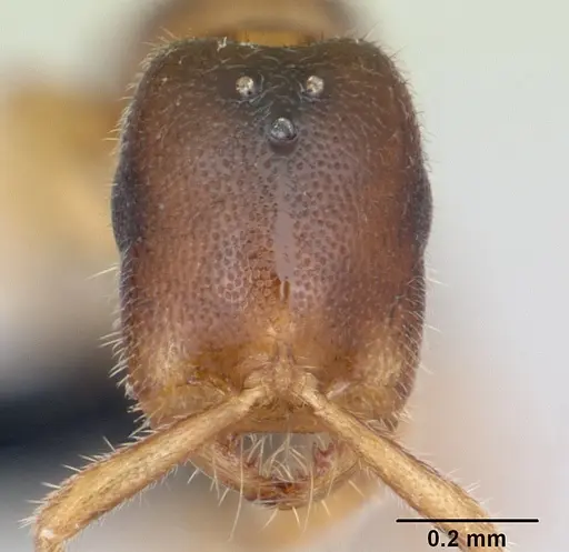 Adetomyrma goblin specimen CASENT0056912 image casent0056912_2