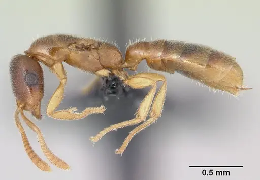 Adetomyrma goblin specimen CASENT0056912 image casent0056912_3