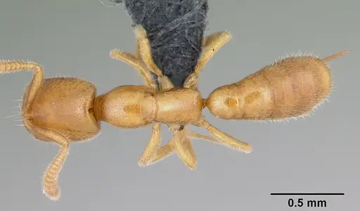 Adetomyrma goblin specimen CASENT0056913 image casent0056913_1
