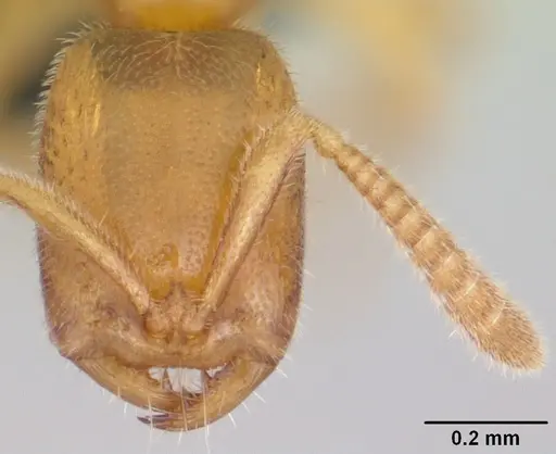 Adetomyrma goblin specimen CASENT0056913 image casent0056913_2