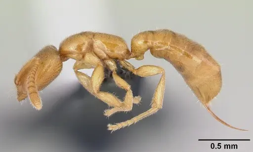 Adetomyrma goblin specimen CASENT0056913 image casent0056913_3