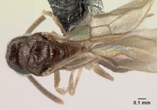 Adetomyrma goblin specimen CASENT0063980 image casent0063980_1