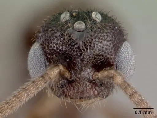 Adetomyrma goblin specimen CASENT0063980 image casent0063980_2