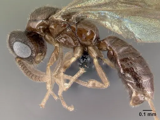 Adetomyrma goblin specimen CASENT0063980 image casent0063980_3