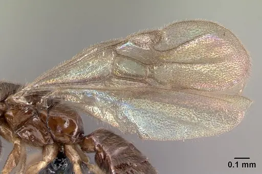 Adetomyrma goblin specimen CASENT0063980 image casent0063980_4