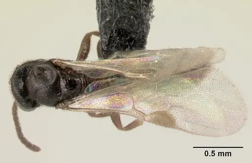 Adetomyrma goblin specimen CASENT0065512 image casent0065512_1