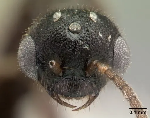 Adetomyrma goblin specimen CASENT0065512 image casent0065512_2