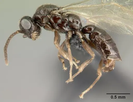 Adetomyrma goblin specimen CASENT0065512 image casent0065512_3