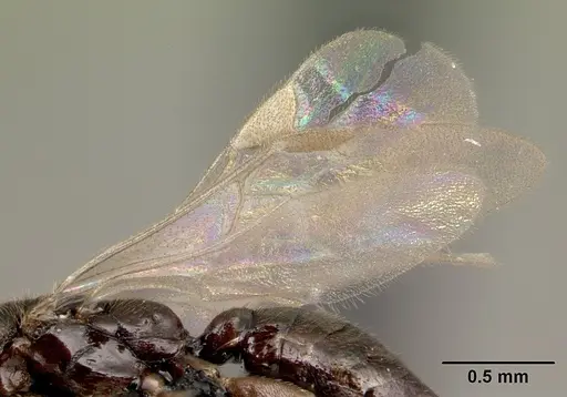Adetomyrma goblin specimen CASENT0065512 image casent0065512_4