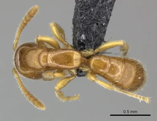 Adetomyrma goblin specimen CASENT0071148 image casent0071148_1