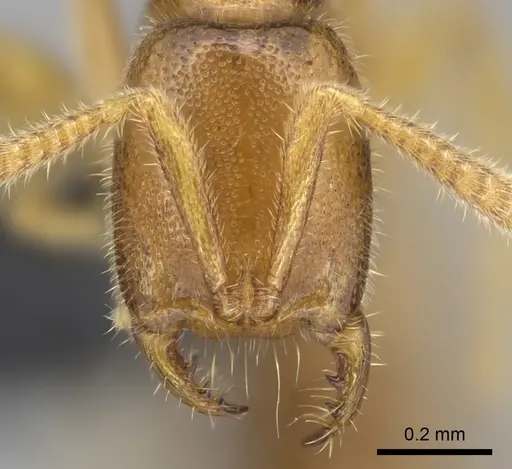 Adetomyrma goblin specimen CASENT0071148 image casent0071148_2
