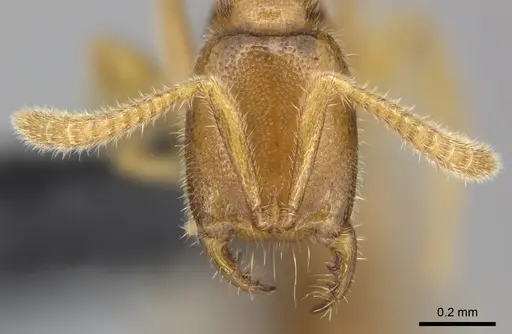 Adetomyrma goblin specimen CASENT0071148 image casent0071148_3