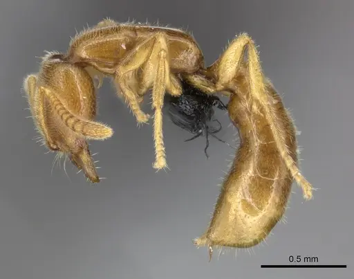 Adetomyrma goblin specimen CASENT0071148 image casent0071148_4