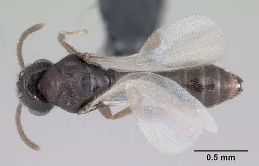 Adetomyrma goblin specimen CASENT0084070 image casent0084070_1