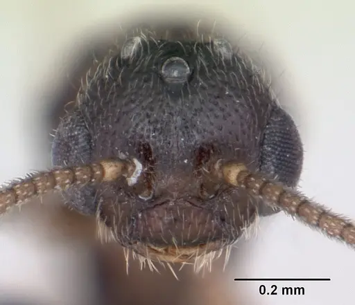 Adetomyrma goblin specimen CASENT0084070 image casent0084070_2