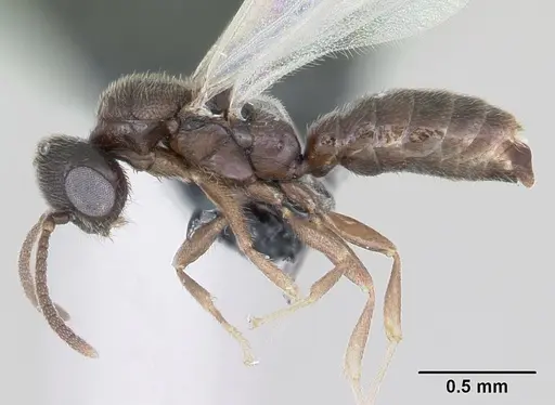 Adetomyrma goblin specimen CASENT0084070 image casent0084070_3