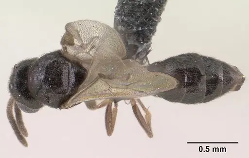 Adetomyrma goblin specimen CASENT0138427 image casent0138427_1