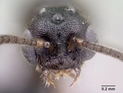 Adetomyrma goblin specimen CASENT0138427 image casent0138427_2