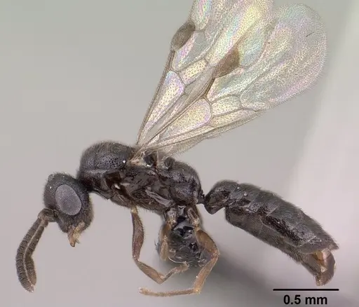 Adetomyrma goblin specimen CASENT0138427 image casent0138427_3