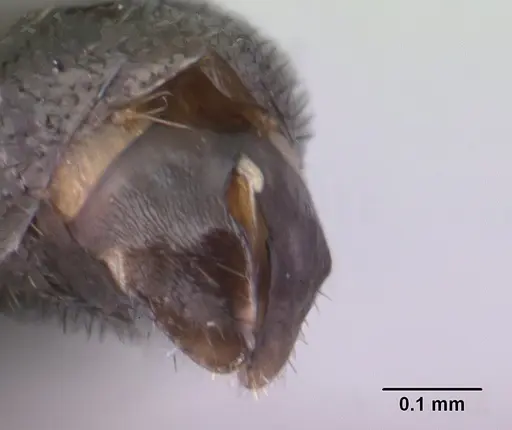 Adetomyrma goblin specimen CASENT0138427 image casent0138427_4