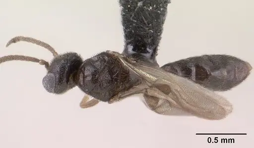 Adetomyrma goblin specimen CASENT0138430 image casent0138430_1