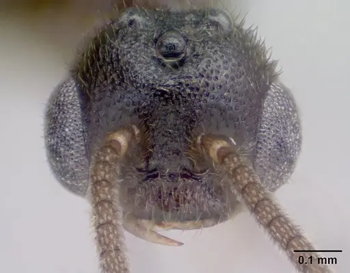 Adetomyrma goblin specimen CASENT0138430 image casent0138430_2