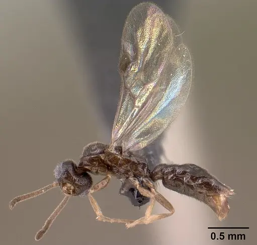 Adetomyrma goblin specimen CASENT0138430 image casent0138430_3