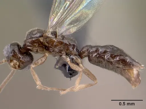 Adetomyrma goblin specimen CASENT0138430 image casent0138430_4