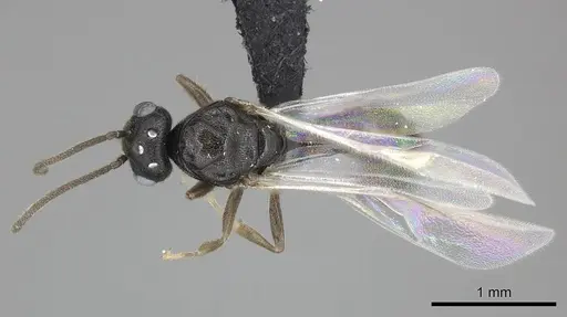 Adetomyrma goblin specimen CASENT0191378 image casent0191378_1