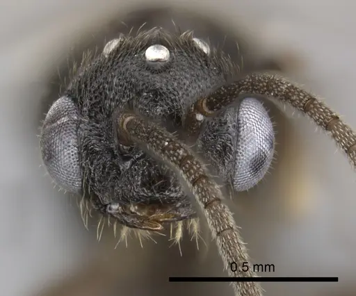 Adetomyrma goblin specimen CASENT0191378 image casent0191378_2