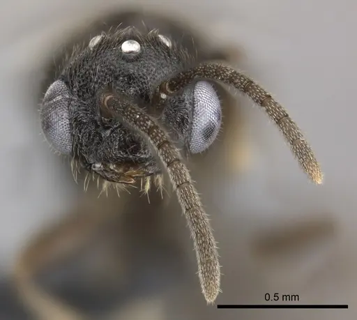 Adetomyrma goblin specimen CASENT0191378 image casent0191378_3