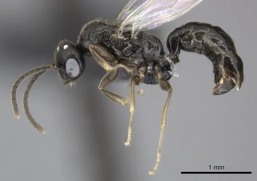 Adetomyrma goblin specimen CASENT0191378 image casent0191378_4