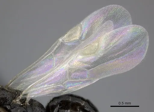 Adetomyrma goblin specimen CASENT0191378 image casent0191378_5