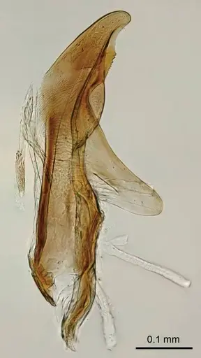 Adetomyrma goblin specimen CASENT0218010 image casent0218010_1