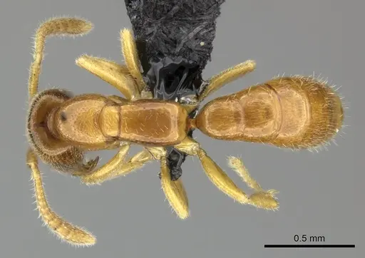 Adetomyrma goblin specimen CASENT0227981 image casent0227981_1
