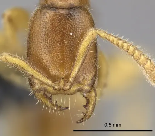 Adetomyrma goblin specimen CASENT0227981 image casent0227981_2