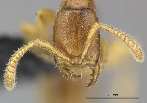 Adetomyrma goblin specimen CASENT0227981 image casent0227981_3