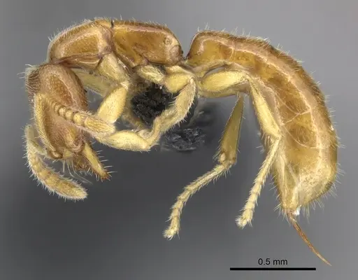 Adetomyrma goblin specimen CASENT0227981 image casent0227981_4