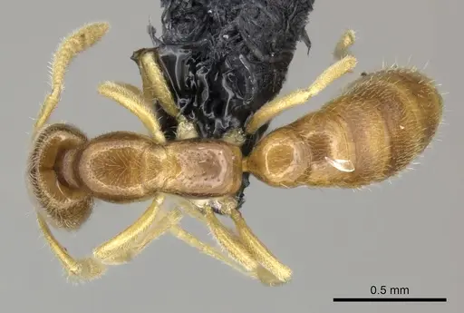 Adetomyrma goblin specimen CASENT0227982 image casent0227982_1