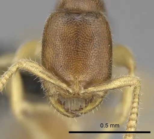 Adetomyrma goblin specimen CASENT0227982 image casent0227982_2