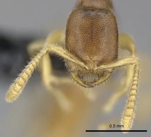 Adetomyrma goblin specimen CASENT0227982 image casent0227982_3