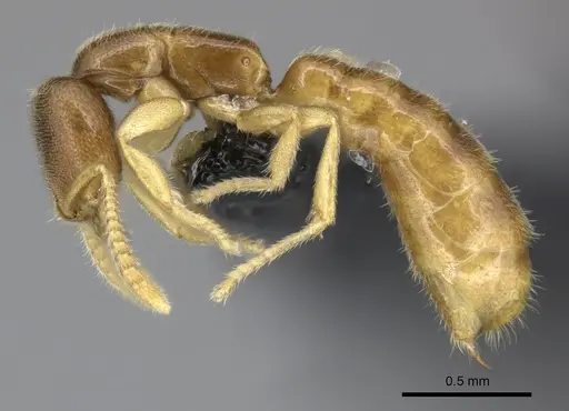 Adetomyrma goblin specimen CASENT0227982 image casent0227982_4