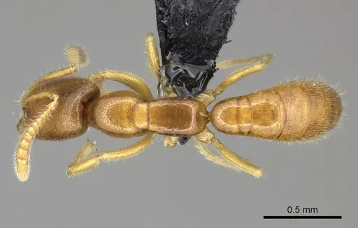 Adetomyrma goblin specimen CASENT0227983 image casent0227983_1