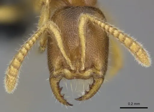 Adetomyrma goblin specimen CASENT0227983 image casent0227983_2