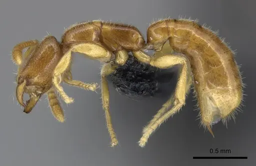 Adetomyrma goblin specimen CASENT0227983 image casent0227983_3