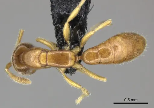 Adetomyrma goblin specimen CASENT0227984 image casent0227984_1