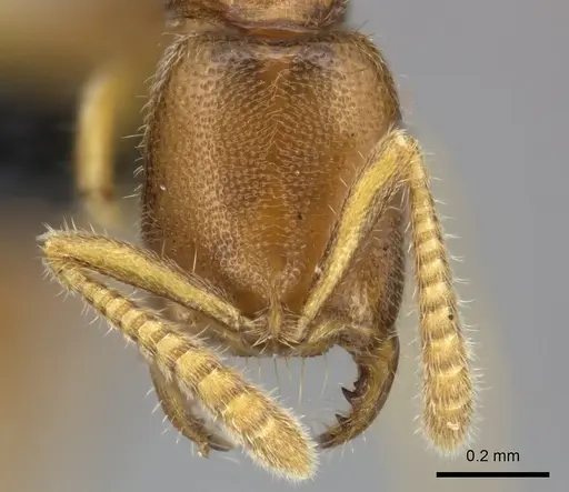 Adetomyrma goblin specimen CASENT0227984 image casent0227984_2