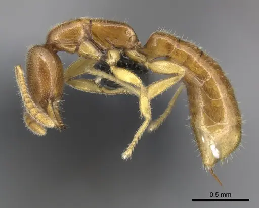 Adetomyrma goblin specimen CASENT0227984 image casent0227984_3