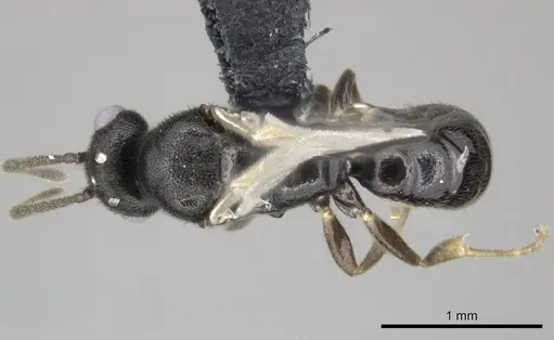 Adetomyrma goblin specimen CASENT0227985 image casent0227985_1